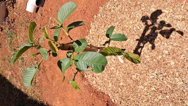 Identificação da planta Goiabeira por foto