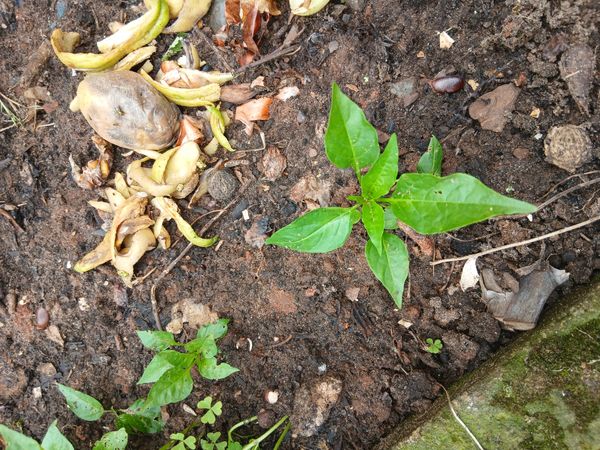Identificação da planta Pimenta por foto