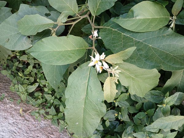 Identificação da planta Jurubeba por foto