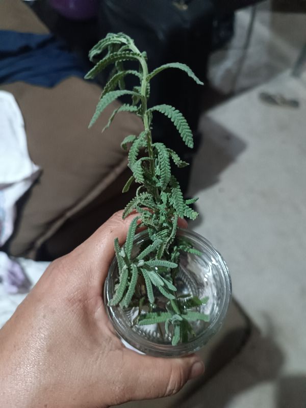 Identificação da planta Lavanda por foto