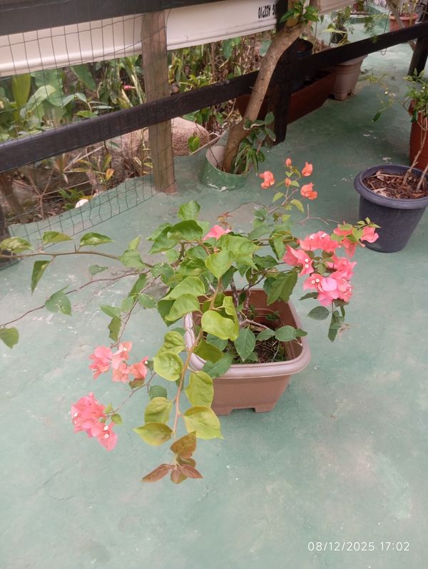 Identificação da planta Primavera por foto