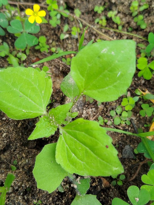 Identificação da planta Picão-branco por foto