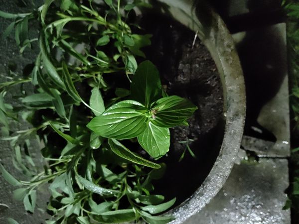 Identificação da planta Erva-de-Santa-Maria por foto
