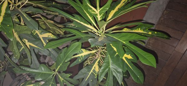 Identificação da planta Cróton por foto