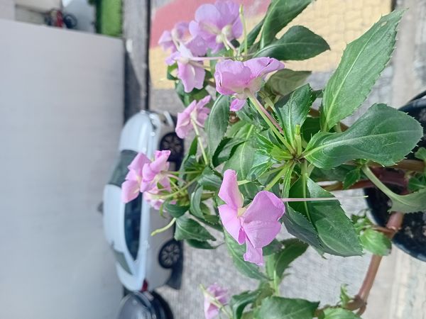 Identificação da planta Beijinho por foto
