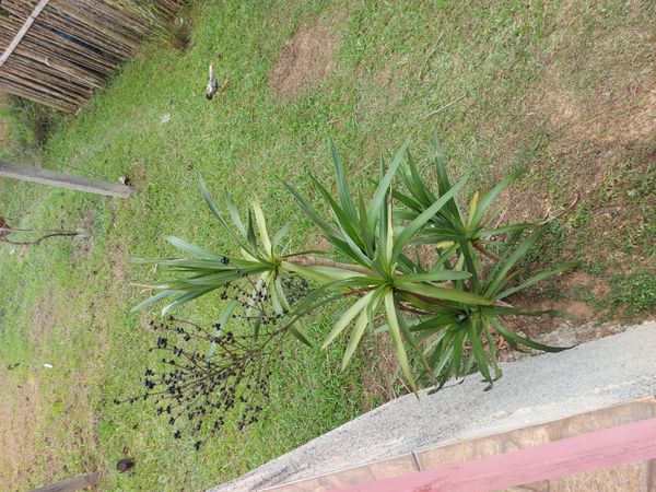 Identificação da planta Dracena-preta por foto