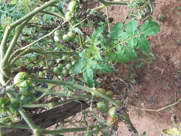Identificação da planta Tomate por foto