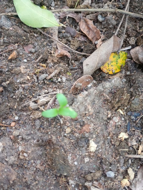 Identificação da planta Agrião por foto