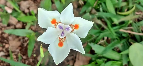 Identificação da planta Lírio-do-brejo por foto