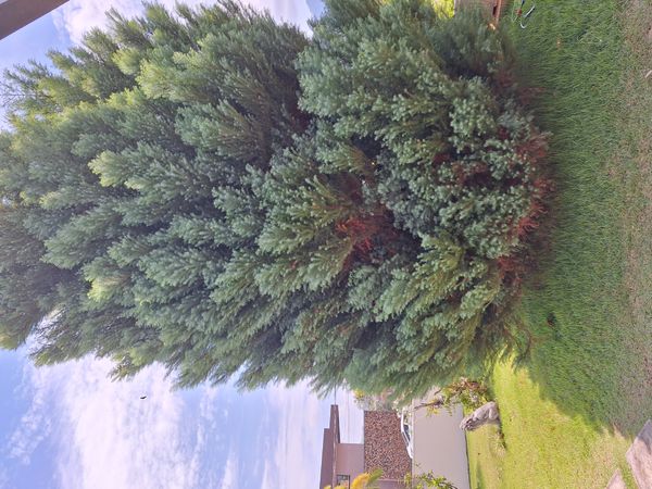 Identificação da planta Tuia-chinesa por foto