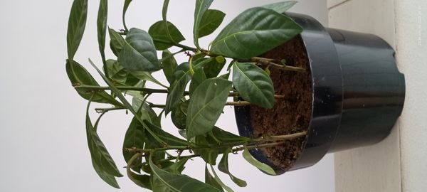 Identificação da planta Joá-de-capote por foto