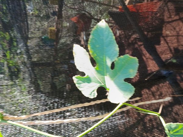 Identificação da planta Sem nome popular conhecido por foto