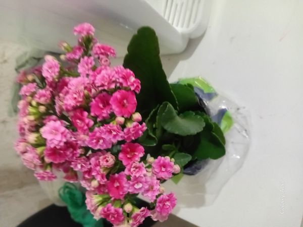 Identificação da planta Calandiva por foto