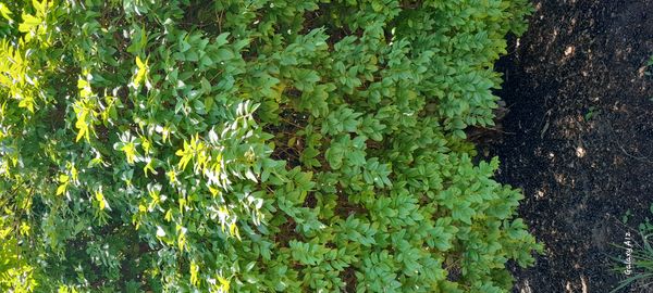 Identificação da planta Jabuticaba-paulista por foto