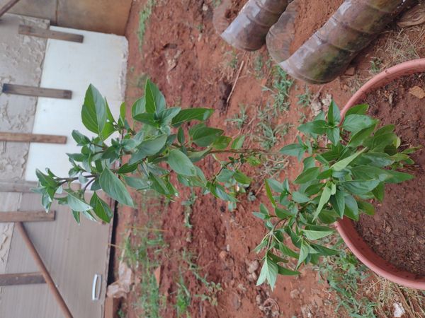 Identificação da planta Manjericão por foto