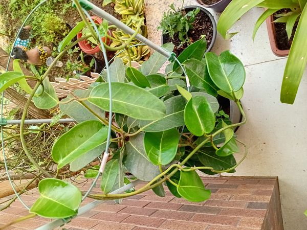 Identificação da planta Jasmim de Madagascar por foto