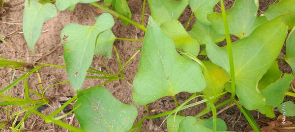 Identificação da planta Batata-doce por foto