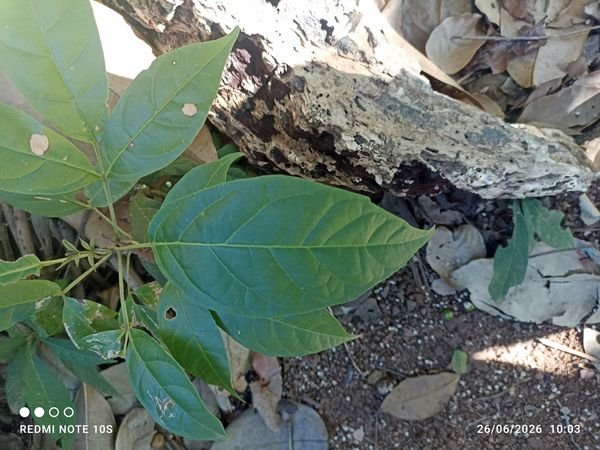 Identificação da planta Ipê-amarelo por foto