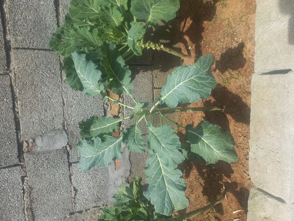 Identificação da planta Couve por foto