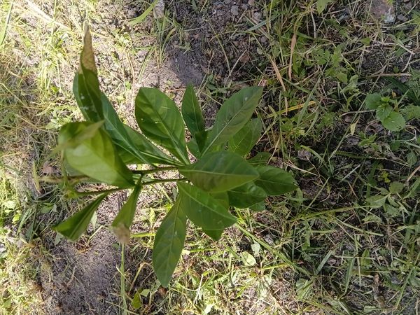 Identificação da planta Joá-de-capote por foto
