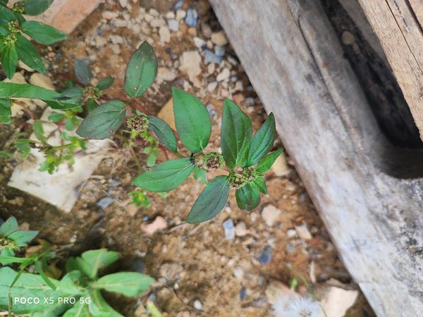 Identificação da planta Erva de Santa luzia por foto