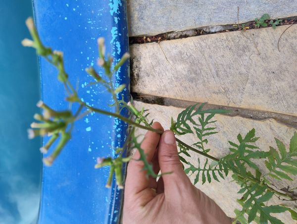 Identificação da planta Maria-preta por foto