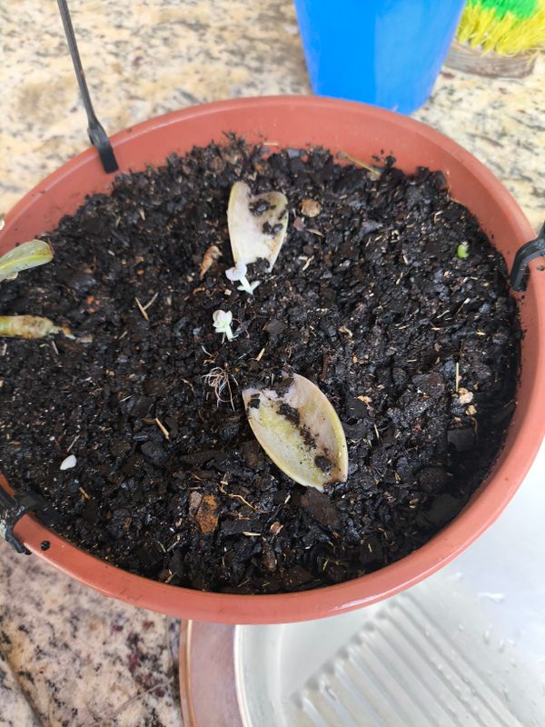 Identificação da planta Planta fantasma por foto