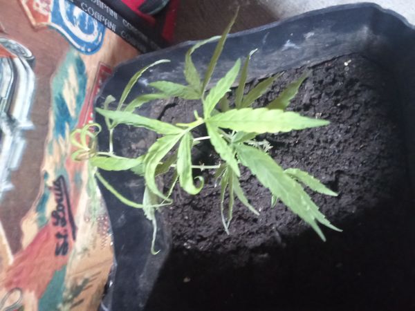 Identificação da planta Maconha por foto