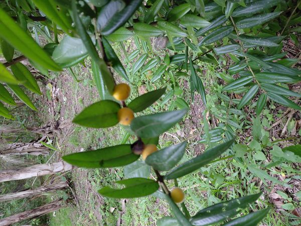 Identificação da planta Cabeludinha por foto