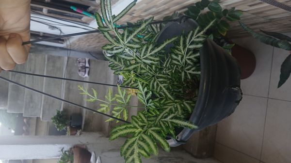 Identificação da planta Asplênio por foto