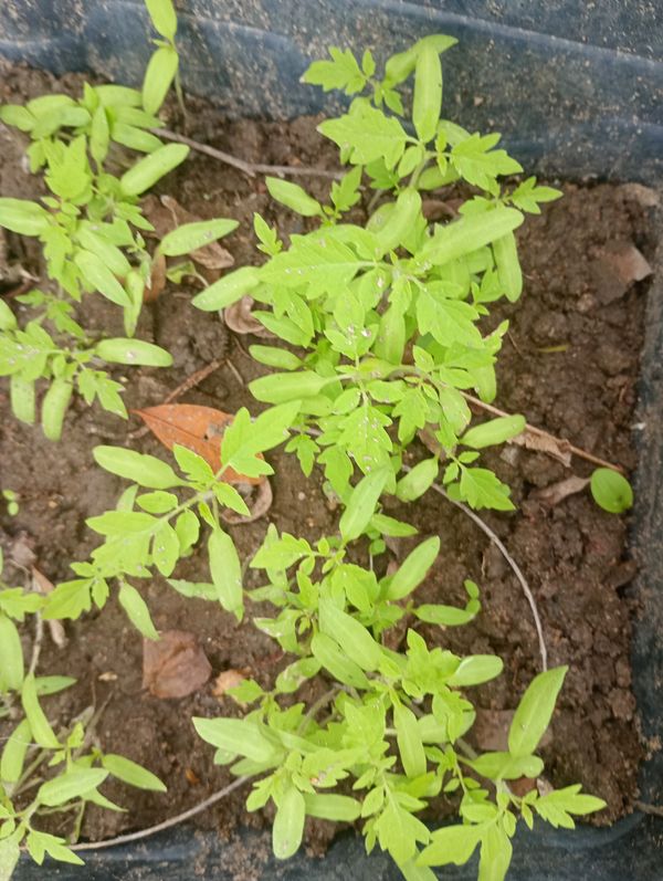 Identificação da planta Tomate cereja por foto