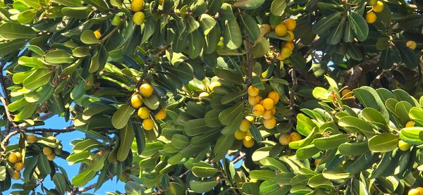 Identificação da planta Abricó-de-praia por foto