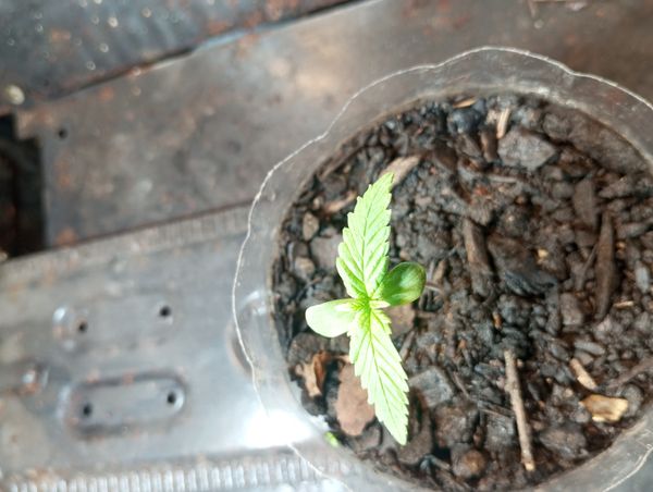 Identificação da planta Maconha por foto