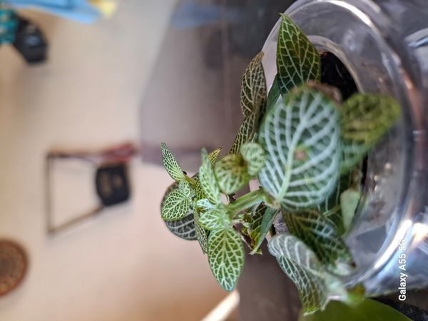 Identificação da planta Nervura-branca por foto