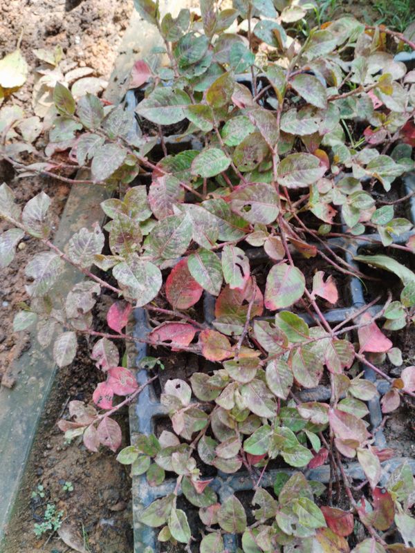 Identificação da planta Coração-de-maria por foto