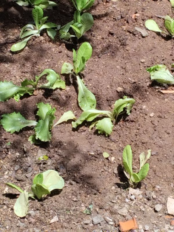 Identificação da planta Alface por foto