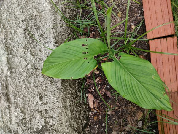 Identificação da planta Cúrcuma por foto