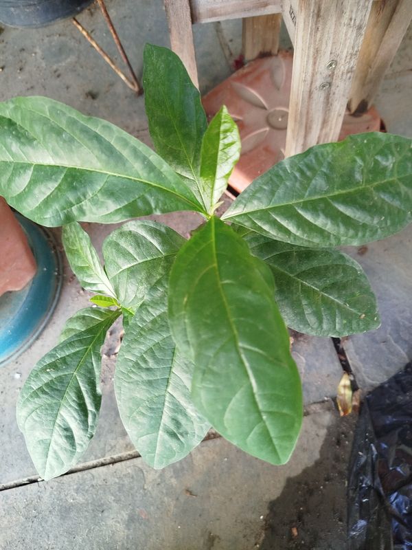 Identificação da planta Guiné por foto