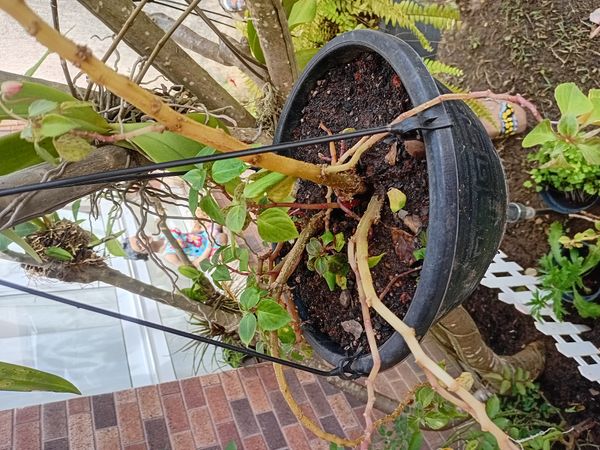Identificação da planta Brinco-de-princesa por foto