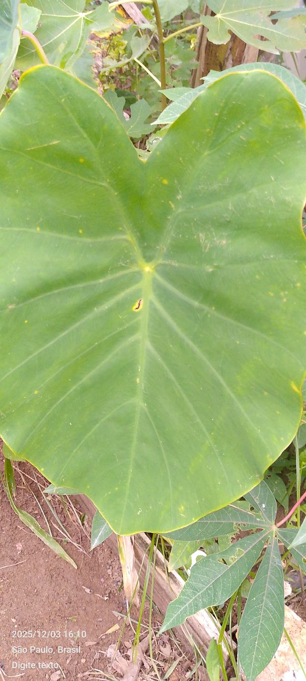 Identificação da planta Taioba por foto