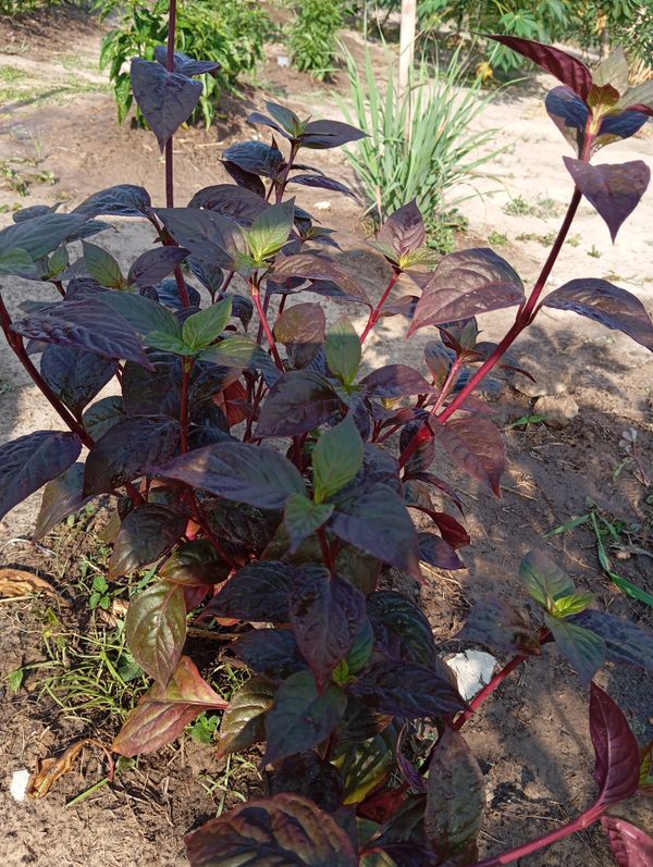 Identificação da planta Penicuíca por foto