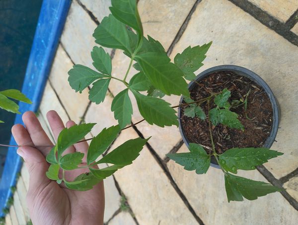 Identificação da planta Jacarandá por foto