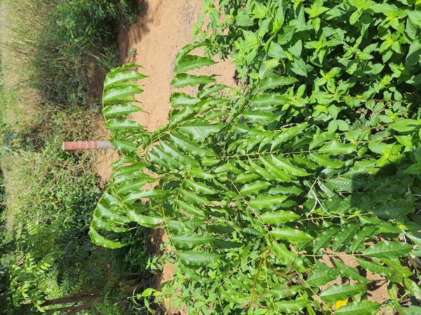 Identificação da planta Sem nome popular conhecido por foto