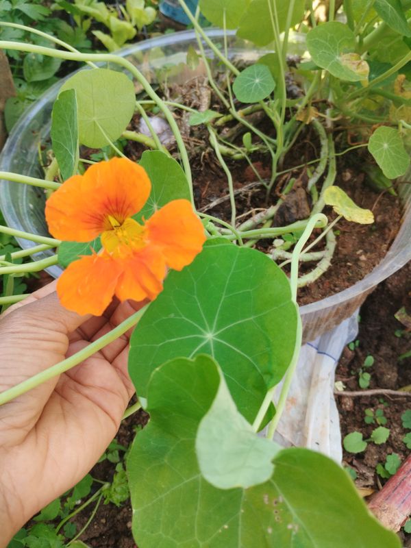 Identificação da planta Chaguinha por foto