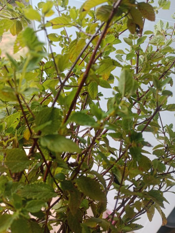 Identificação da planta Orégano-brasileiro por foto