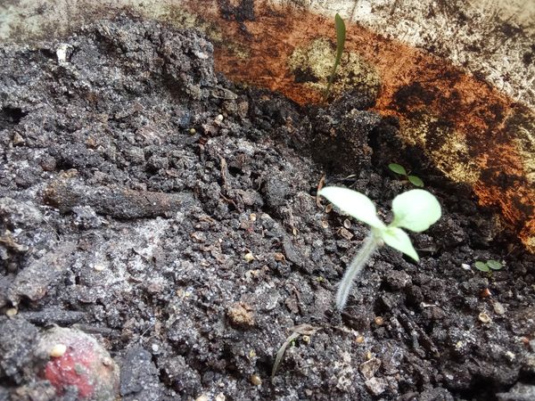 Identificação da planta Chia por foto