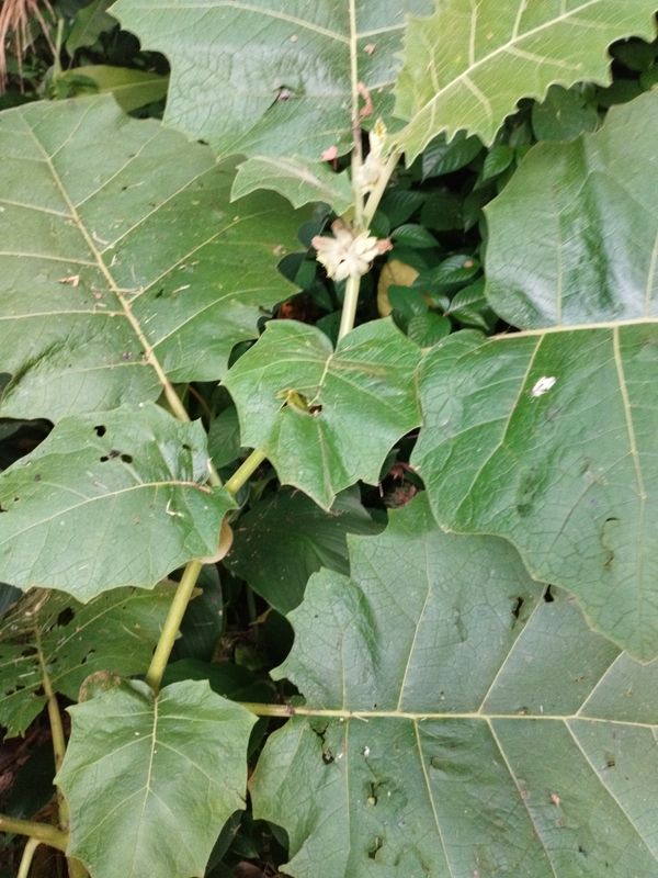 Identificação da planta Cubiu por foto