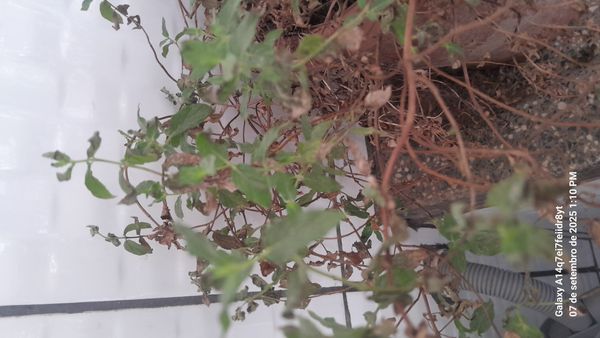Identificação da planta Hortelã pimenta por foto