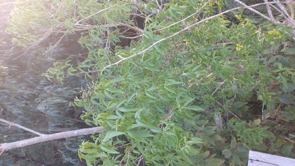 Identificação da planta Chal-chal por foto