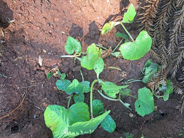 Identificação da planta Abóbora por foto